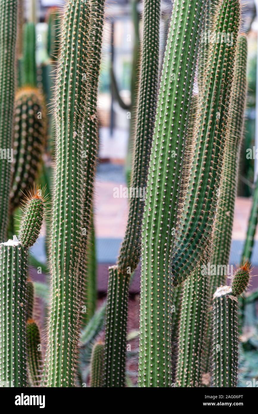 Vista ravvicinata di Cleistocactus tupizensis steli, un cactus nativo di Bolivia. Foto Stock