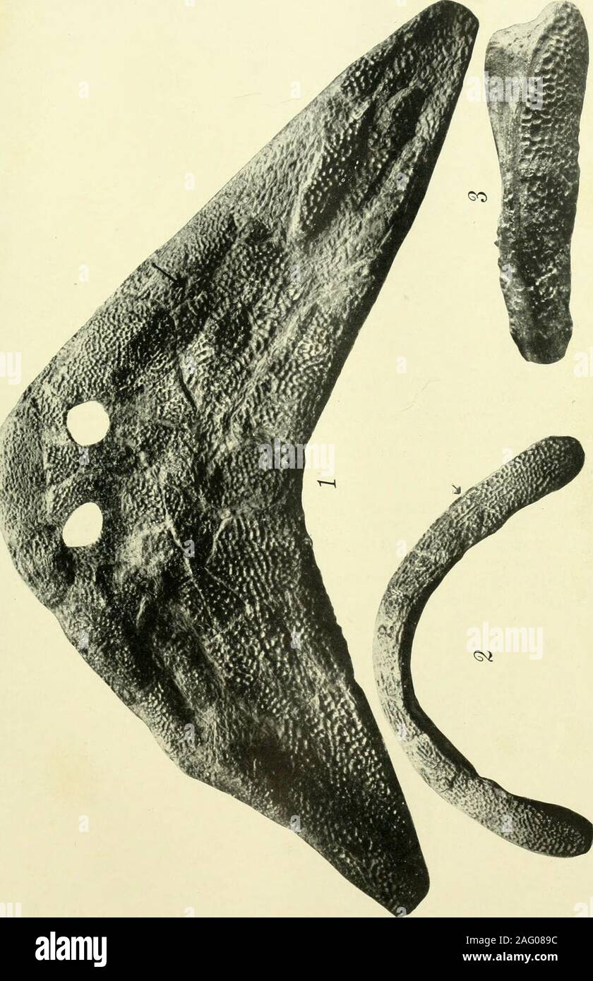 . Ufficiale della morfologia. e alba di quadrupedi in Nord America. Pop. Sci.mensile, vol. 72, p. 565, fig. 5. 1908 La linea laterale sistema in estinzione anfibi. Jour. Un Morph., vol.19, pag. 522, fig. 9, 9a, 10. 1908 carbonifero quadrupedi. Trans. Kans. Acad. La scienza, vol.22, pag. 243. 1909 Microsauria. Geol. Mag., DEC, vol. 6, p. 220. WiLLisTON, S. W. 1908 il cranio e la estremità di Diplocaulus. Trans.Kans. Acad. Science, vol. 22, p. 122, pis. 1-6. Descrive più fullyDiplocaulus limbatus Cope, localizza Diplocaulus in Microsauria. 1910 Dissorophus. Journ. Geol., vol. 18, p. 534. Elenco dà del PE Foto Stock