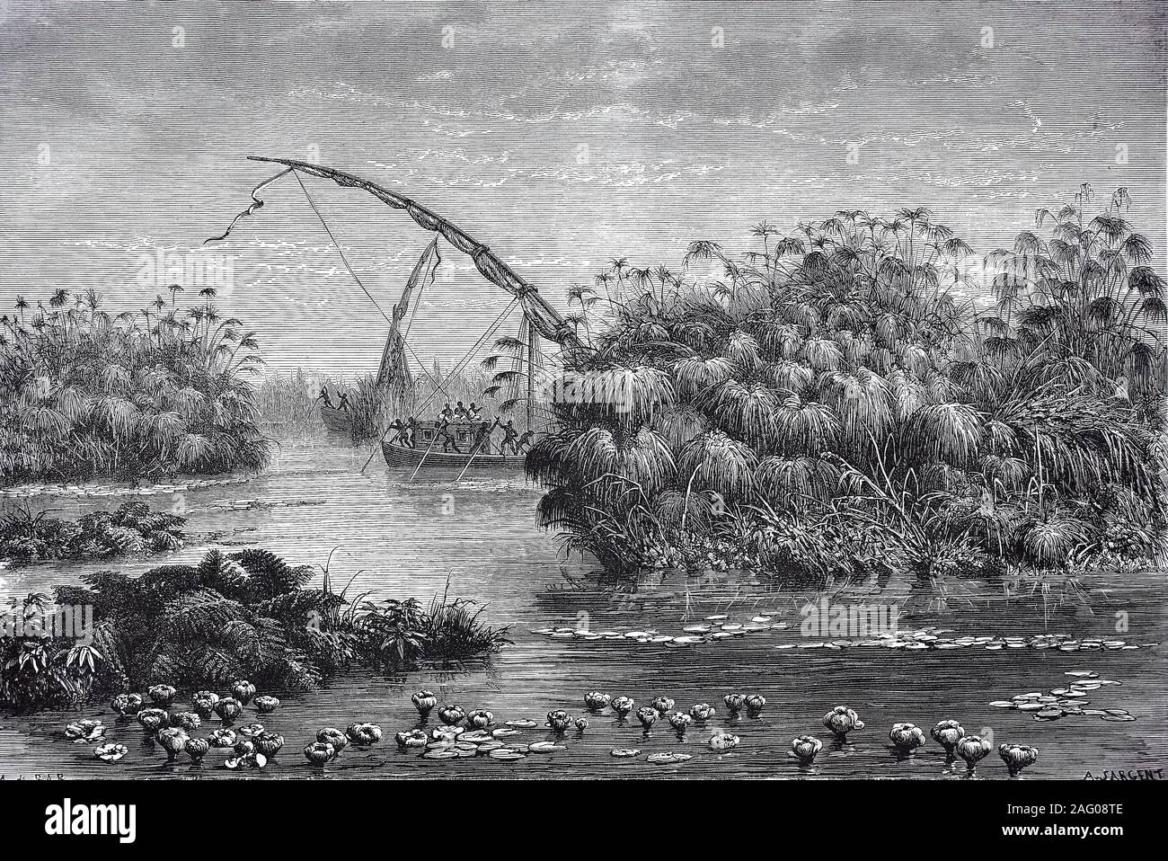 Il papiro carici, carta reed, Indiano impianto opacizzante, erba del Nilo, cyperus papyrus, sulla parte superiore raggiunge del Nilo, Africa / Papyrusgräser am Oberlauf des nullo, Afrika, riproduzione di un originale di stampa dal xix secolo, digitale migliorato / Reproduktion einer Vorlage aus dem 19. Jahrhundert, digital verbessert Foto Stock