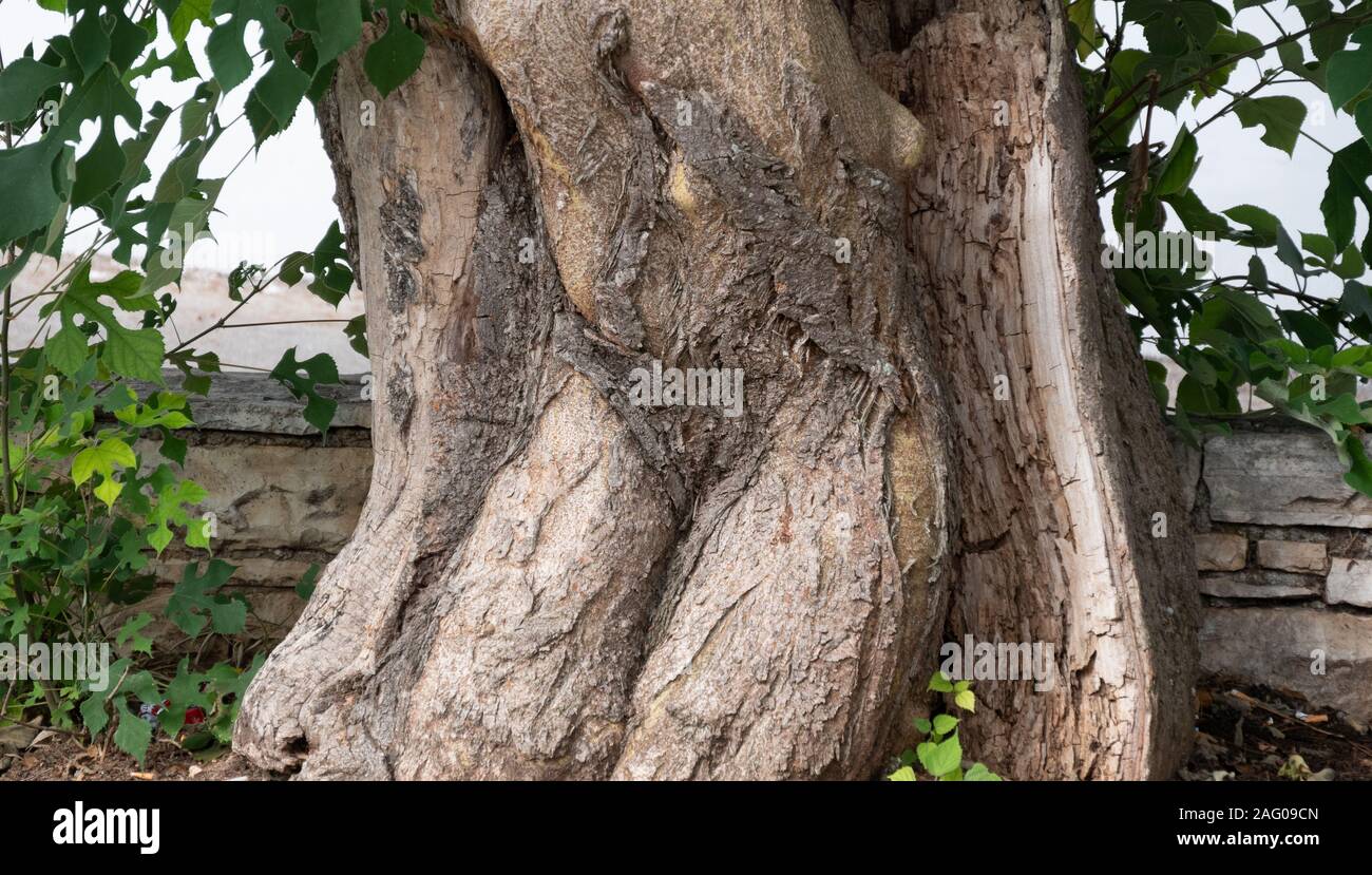 Albero in forma di un corpo umano Foto Stock