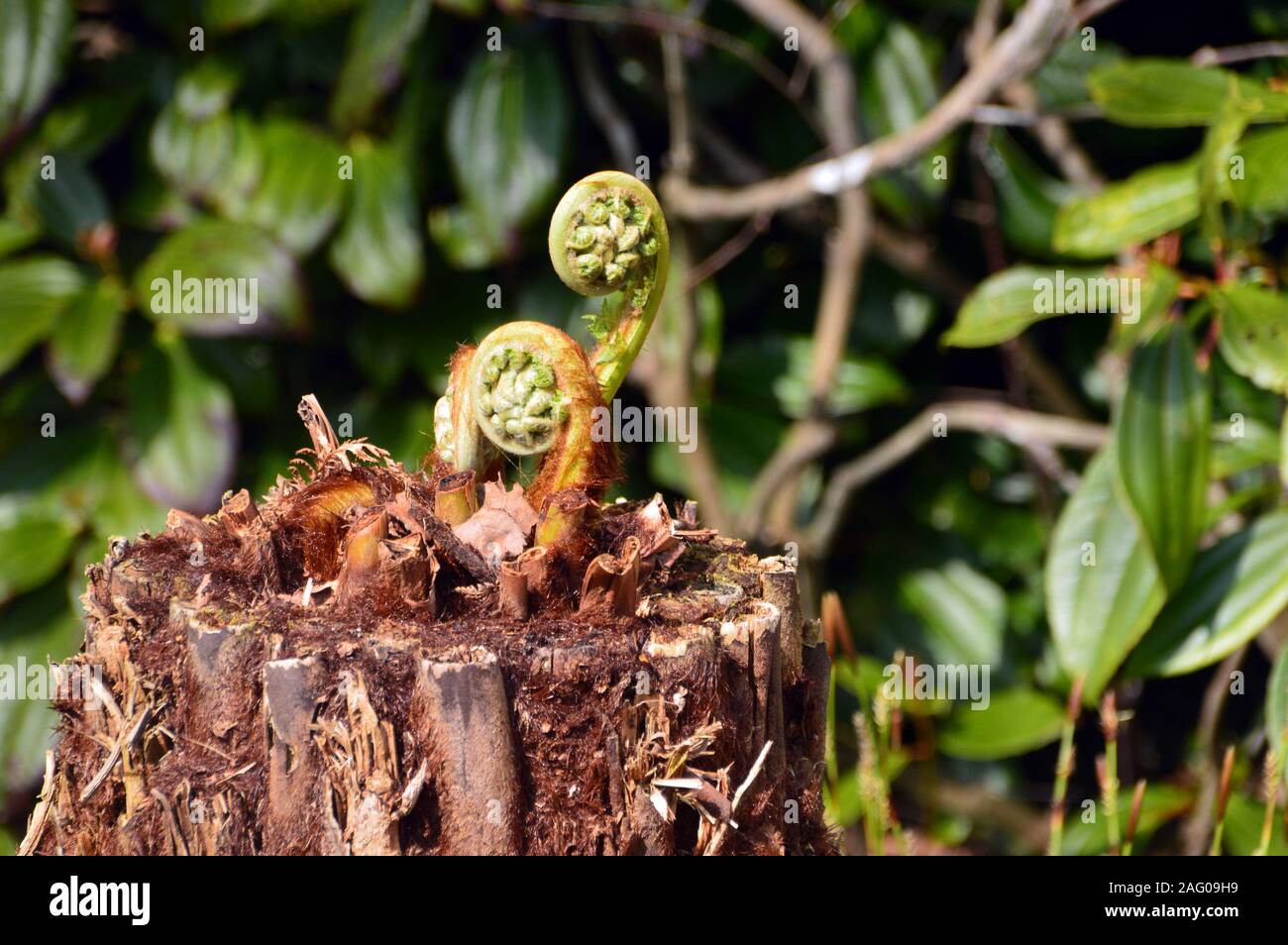 Due Fiddleheads Curly felci 'Scrolls' crescono fuori del ceppo di albero a RHS Garden Harlow Carr, Harrogate, Yorkshire. Inghilterra, Regno Unito Foto Stock