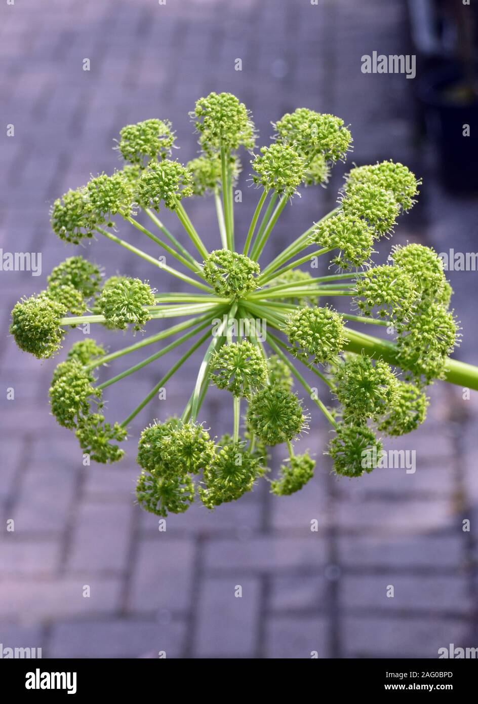 Angelica archangelica (l'Angelica, sedano selvatico, Norvegese Angelica) cresciuto a RHS Garden Harlow Carr, Harrogate, Yorkshire. Inghilterra, Regno Unito. Foto Stock