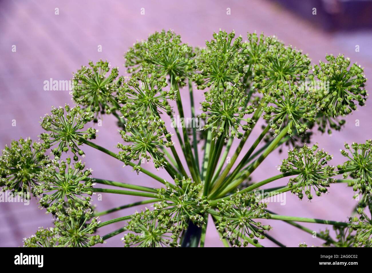 Angelica archangelica (l'Angelica, sedano selvatico, Norvegese Angelica) cresciuto a RHS Garden Harlow Carr, Harrogate, Yorkshire. Inghilterra, Regno Unito. Foto Stock