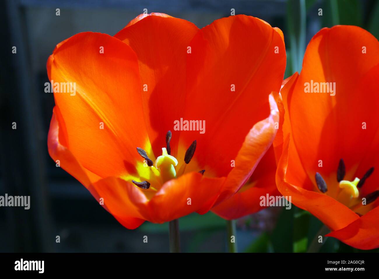 Close up Stame e pistillo dell'interno di un Rosso Tulip con centro giallo cresciuta a RHS Garden Harlow Carr, Harrogate, Yorkshire. Inghilterra, Regno Unito Foto Stock