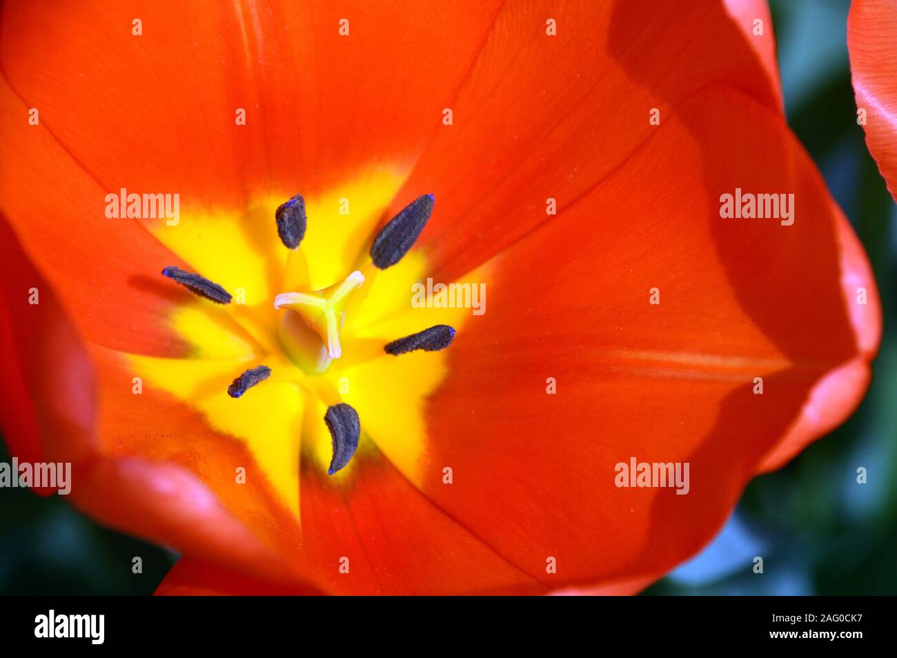 Close up Stame e pistillo dell'interno di un Rosso Tulip con centro giallo cresciuta a RHS Garden Harlow Carr, Harrogate, Yorkshire. Inghilterra, Regno Unito Foto Stock