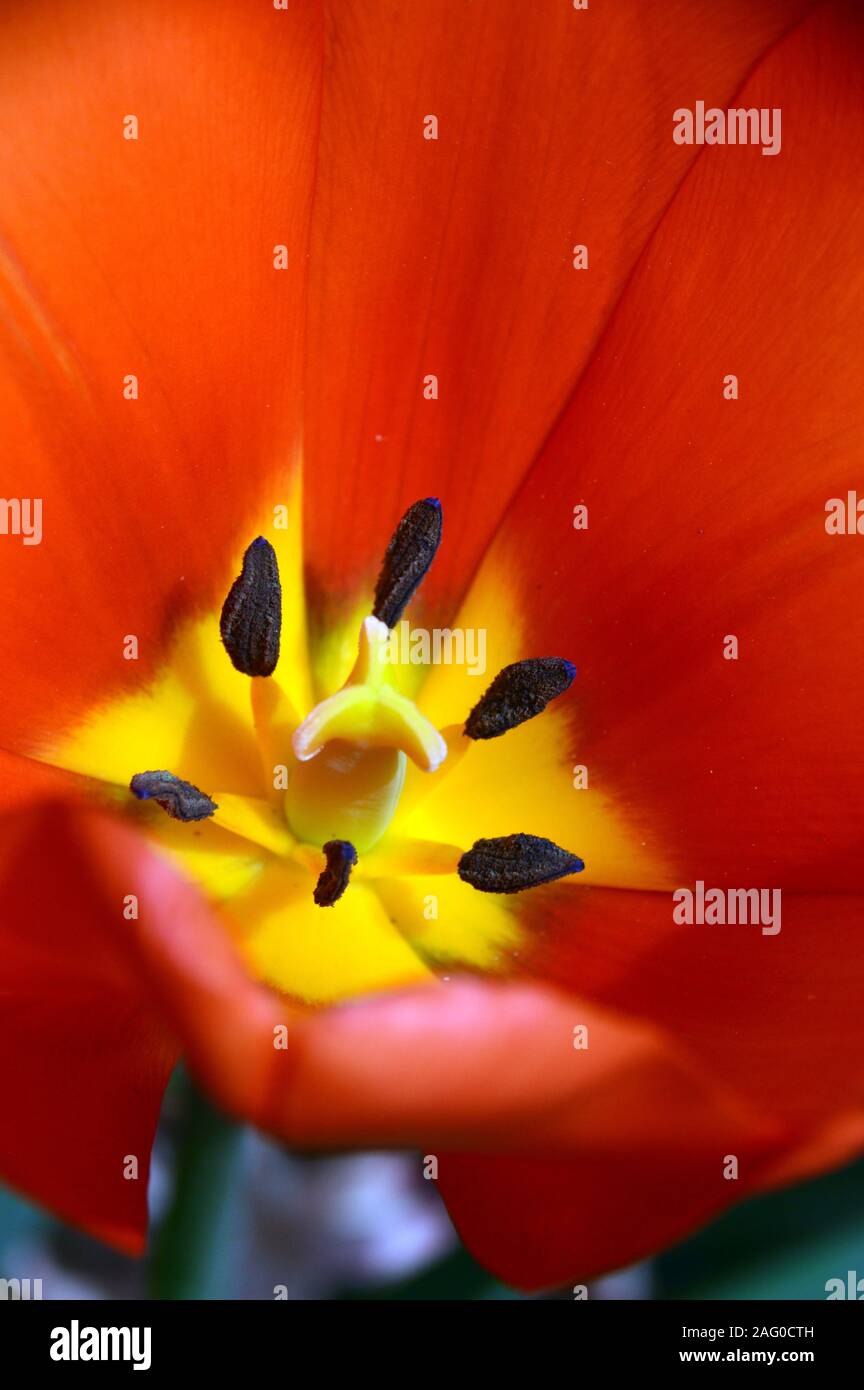 Close up Stame e pistillo dell'interno di un Rosso Tulip con centro giallo cresciuta a RHS Garden Harlow Carr, Harrogate, Yorkshire. Inghilterra, Regno Unito Foto Stock