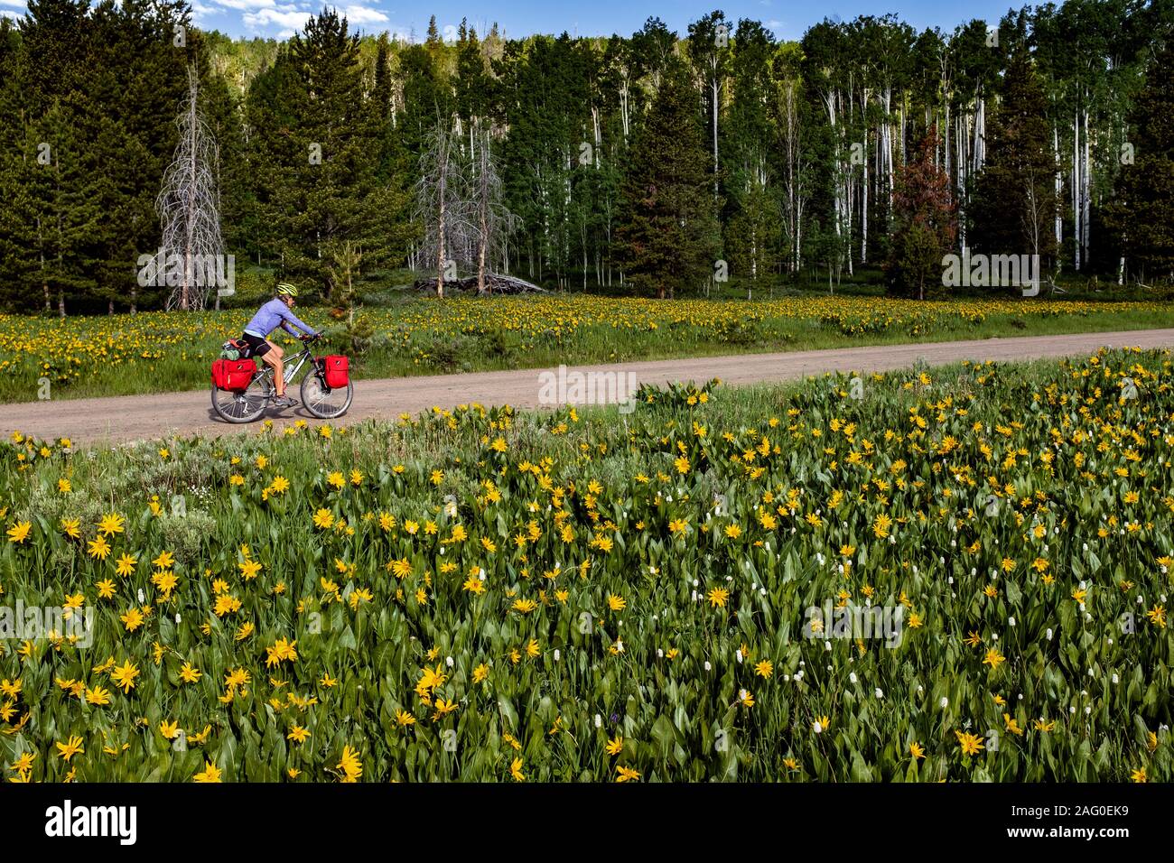 CO00143-00...COLORADO - Vicky molla nord in bicicletta sul grande divario percorso in mountain bike lungo la strada provinciale 62, Routt County. Signor# S1 Foto Stock