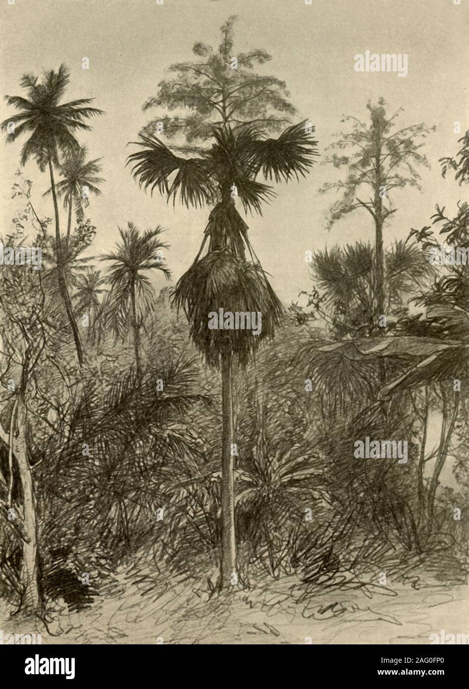 Talipot palm dopo la fioritura, Ceylon, 1898. 'Bl&#xfc;hende Taliputpalmen', 1898. Da "rund um die Erde", di C. W. Allers. [Union Deutsche Berlagsgesellschaft, Stuttgart, 1898] Foto Stock