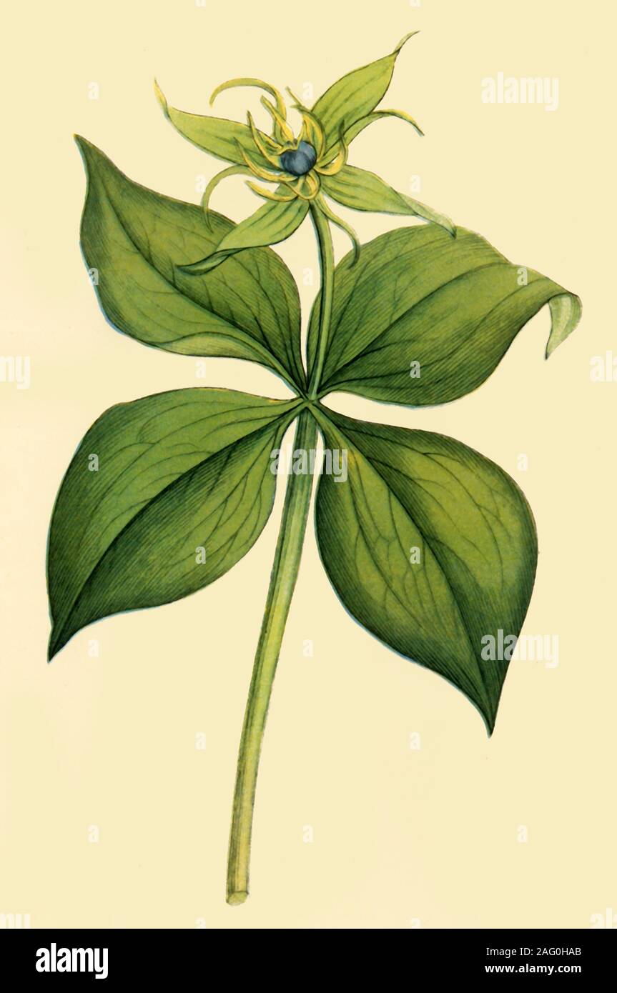 "Herb Paris", fine del XVIII inizio del XIX secolo (1944). Illustrazione botanica da "inglese botanica" di James Sowerby. Pubblicato in "fiori selvatici in Gran Bretagna", da Geoffrey Grigson. [Collins, London, 1944] Foto Stock