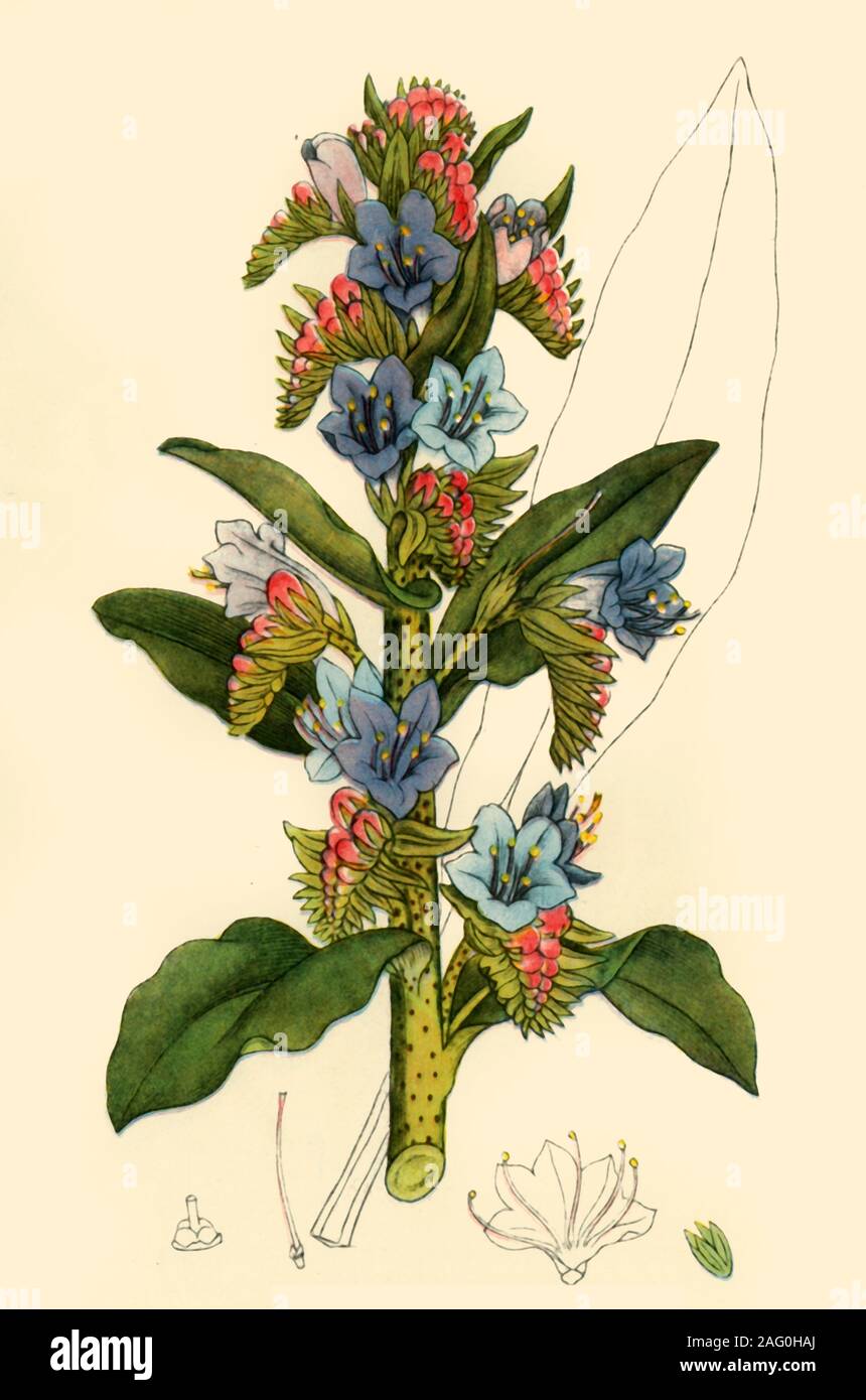 "Viper dell' Bugloss, fine del XVIII inizio del XIX secolo (1944). Illustrazione botanica da "inglese botanica" di James Sowerby. Pubblicato in "fiori selvatici in Gran Bretagna", da Geoffrey Grigson. [Collins, London, 1944] Foto Stock