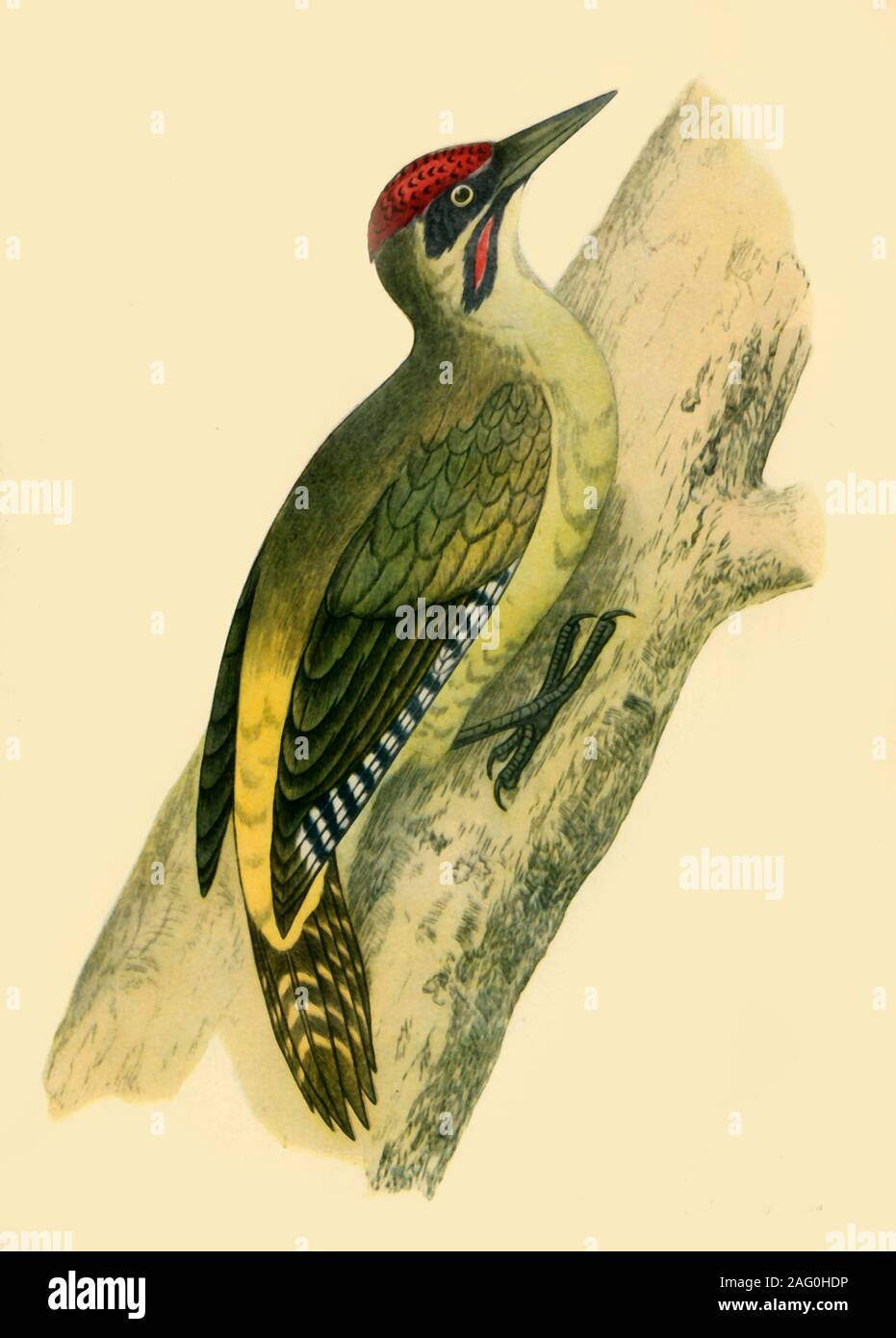 "Picchio verde", 1852, (1942). Da "Storia britannica di uccelli" da Francis Orpen Morris. Pubblicato in "Gli uccelli di Gran Bretagna', da James Fisher. [Collins, London, 1942] Foto Stock