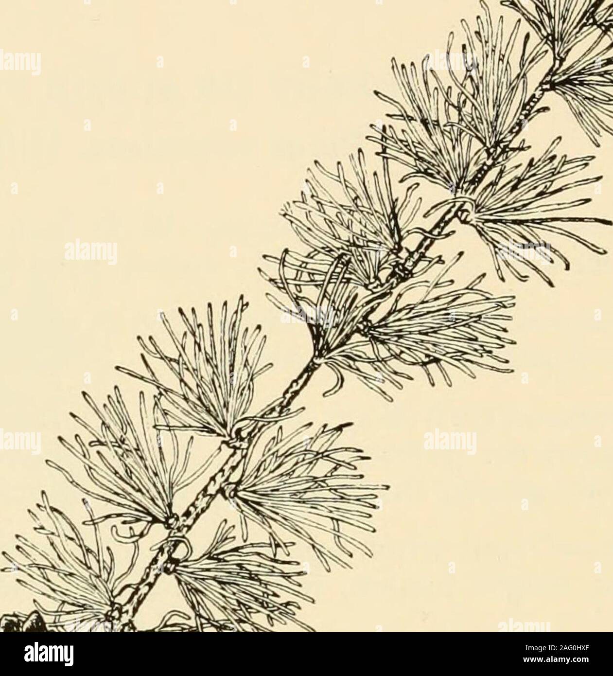 . West Virginia alberi. rved; scale,sottile quasi piatta, luminoso marrone, con persistente spine. Corteccia.-Con fessure poco profonde e marrone scuro scale allentati. Legno.-luce, morbida e friabile, arancione pallido con alburno biancastro. Gamma.-Sud del New York alla Georgia, west al Kentucky andsouthern Indiana. Distribuzione in West Virginia.-comune di Berkeley, Jefiferson,Morgan, concedere Mercer e altre contee verso sud lungo themountains; meno comune in Barbour, Boone, Fayette, Kanawha,Logan, Monongalia, Randolph, Ritchie, Wayne e Wyoming coun-lega. Habitat.-preferisce la luce di sabbia sottile e terreni rocciosi ; spesso trovato Foto Stock