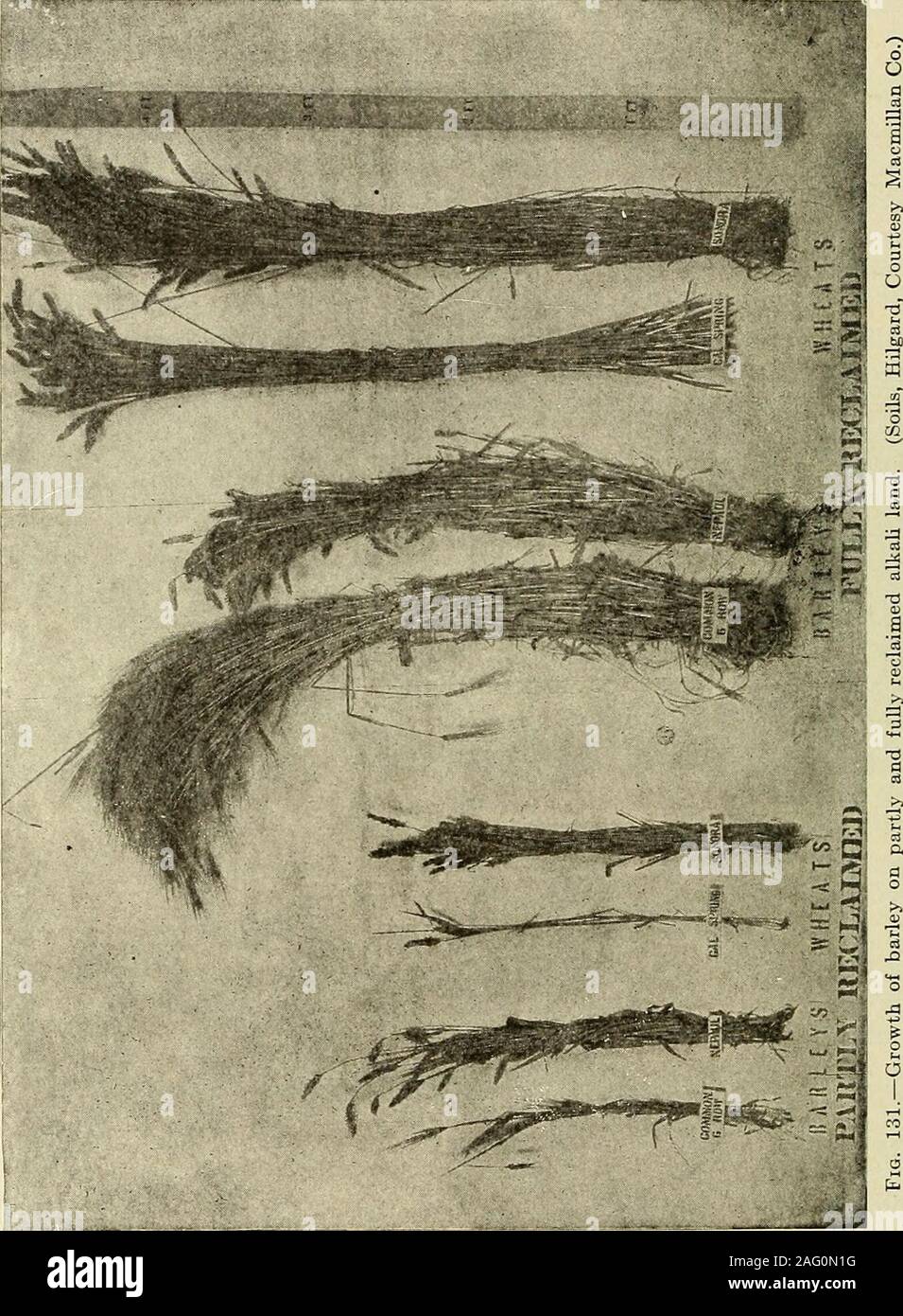 . Fisica del terreno e di gestione. owth che sarà removedwith il raccolto. Il sale australiano bush quando è maturo contiene 20per cento di ceneri e le rese quanto più di cinque tonnellate per acro. Un singlecrop rimuoverà circa una tonnellata di metalli alcalini. (D) sotto il drenaggio.--lisciviazione dei sali attraverso il sotto-drenaggio è la più pratica e permanente che Remedy ha beendevised. Questo naturalmente richiede un accurato sistema di drenaggio ascomplete come per il drenaggio delle paludi regioni umide. Dopo thedrainage sistema è installato, il terreno deve essere allagato per lisciviare outa grandi per cento dei sali, in modo che vi Foto Stock