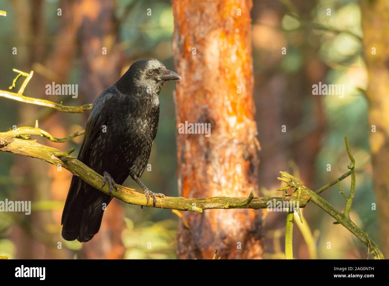 Un carrion crow (Corvus corone) appollaiato su un ramo guardando a destra in spazio negativo in un bosco. Foto Stock
