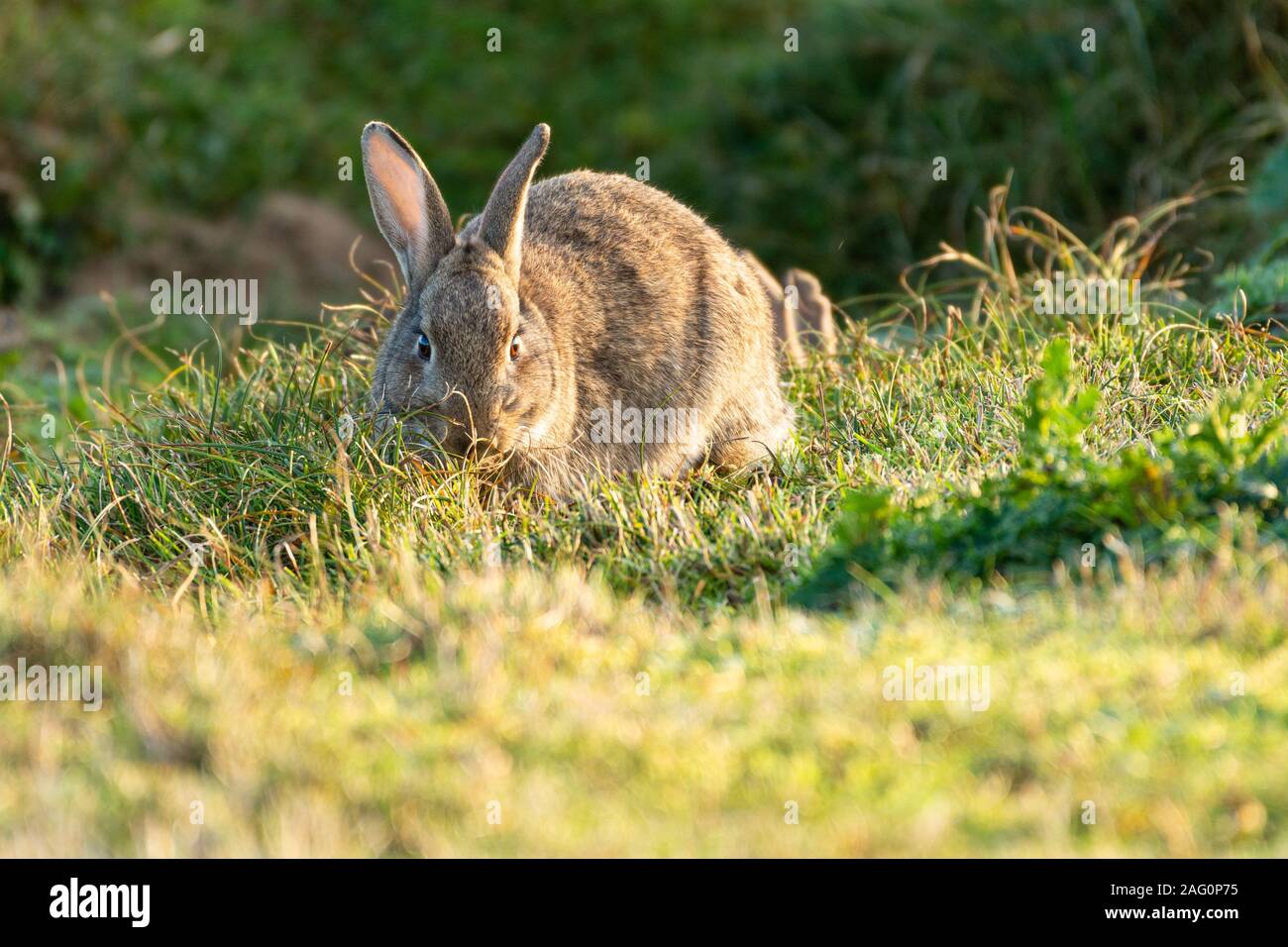 Conigli selvatici (oryctolagus cuniculus) mangiare erba Foto Stock