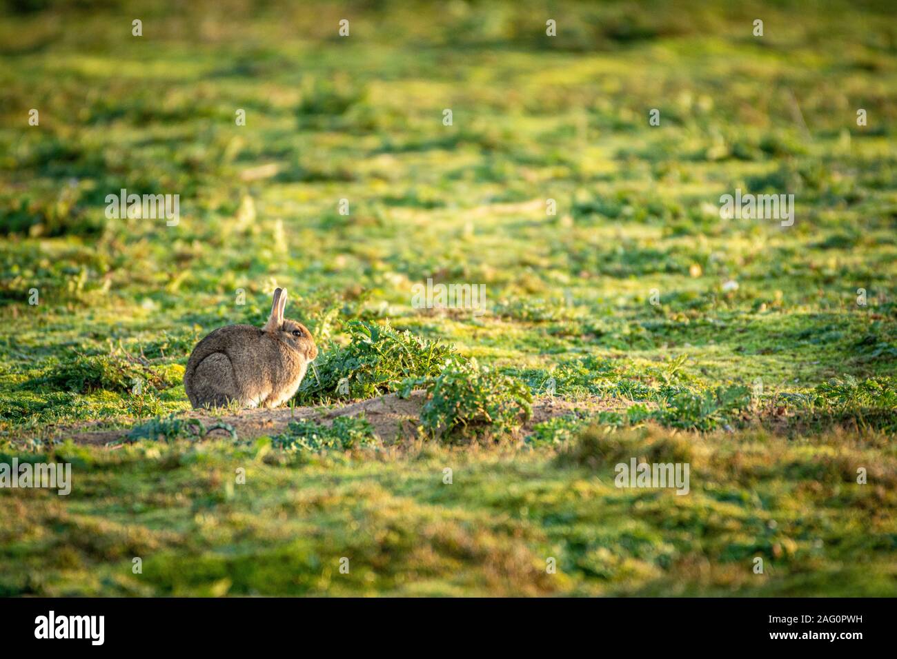 Coniglio selvatico (oryctolagus cuniculus) seduto in un prato erboso nel sole autunnale Foto Stock