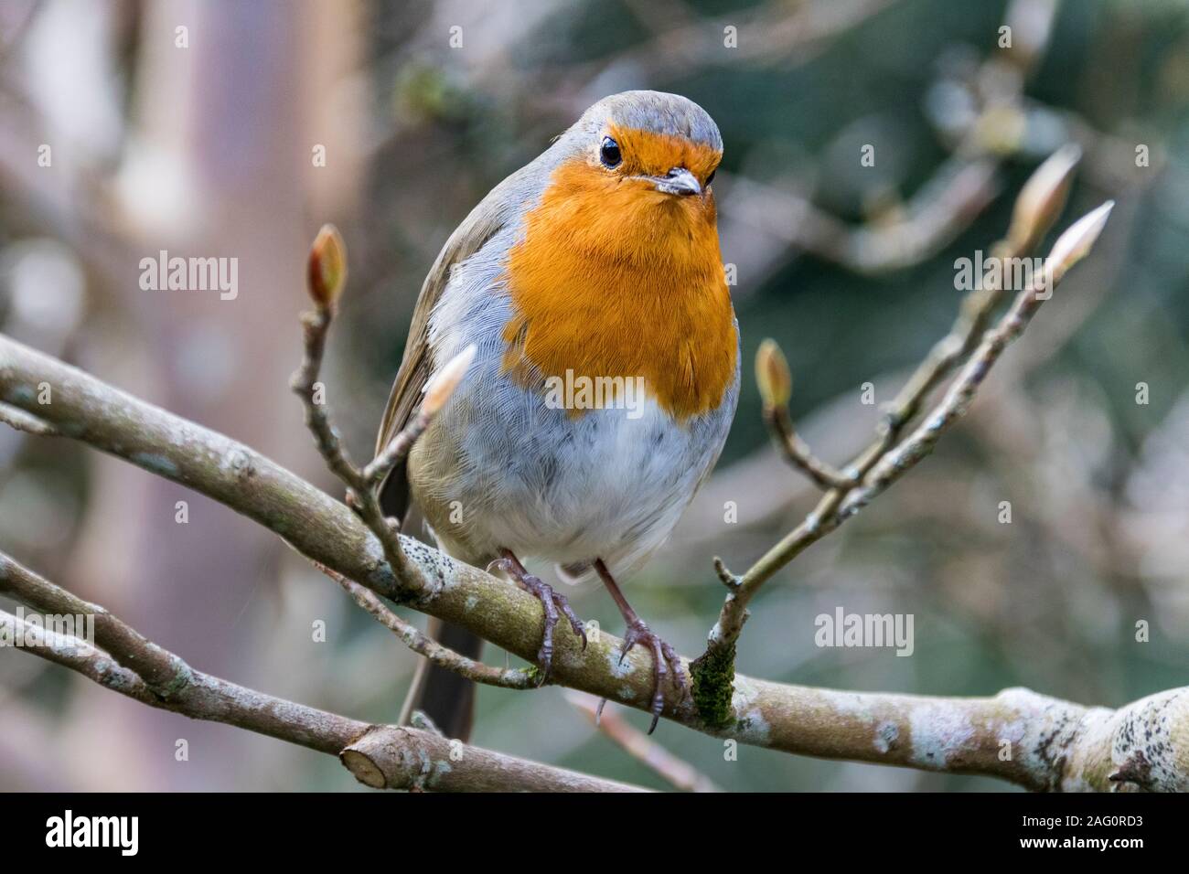 Close-up Dettaglio di un simpatico Robin (Erithacus rubecula) su un ramo in inverno: Grande Torrington, Devon, Inghilterra. Foto Stock Close-up Dettaglio di un simpatico Robin (Erithacus rubecula) su un ramo in inverno: Grande Torrington, Devon, Inghilterra. Foto Stock