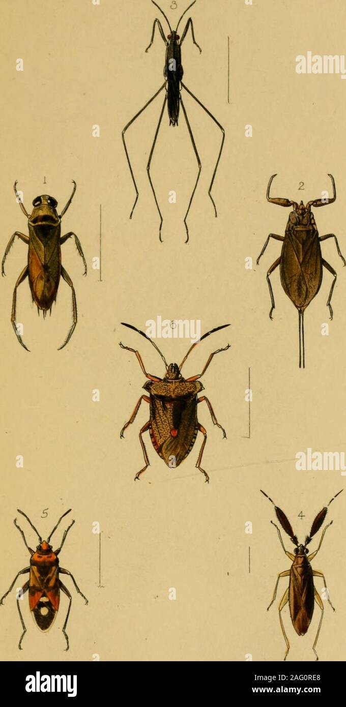 . British insetti : un familiare descrizione della forma, struttura, delle abitudini e delle trasformazioni di insetti. E.iV:RDe!eti&GT;rJ870. Pl^ 15.. lWBol..monDdttStliyC PI: 14. Foto Stock
