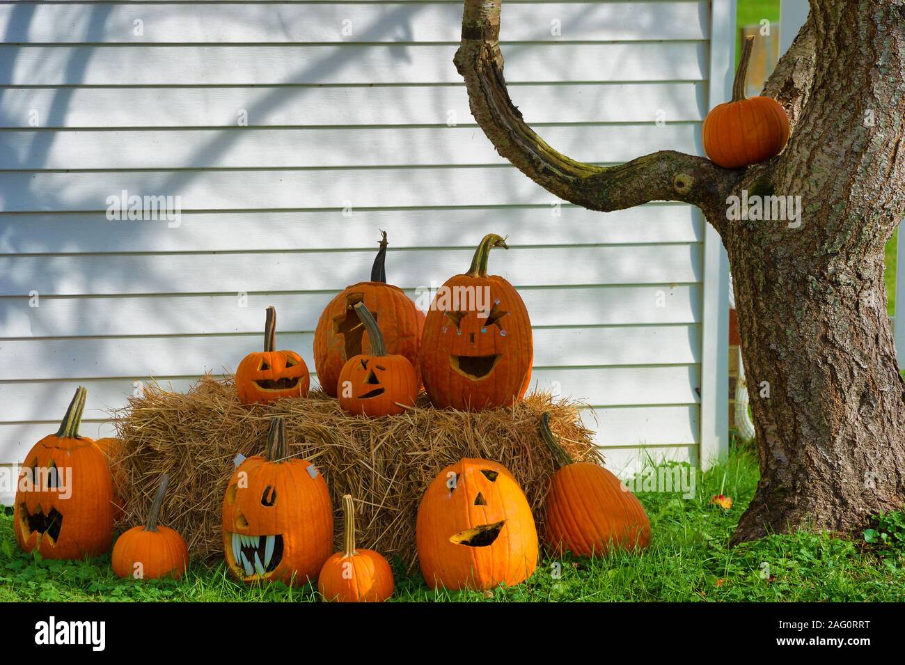 Le zucche scolpite sotto un albero per Halloween decorazioni in un cantiere della chiesa. Foto Stock