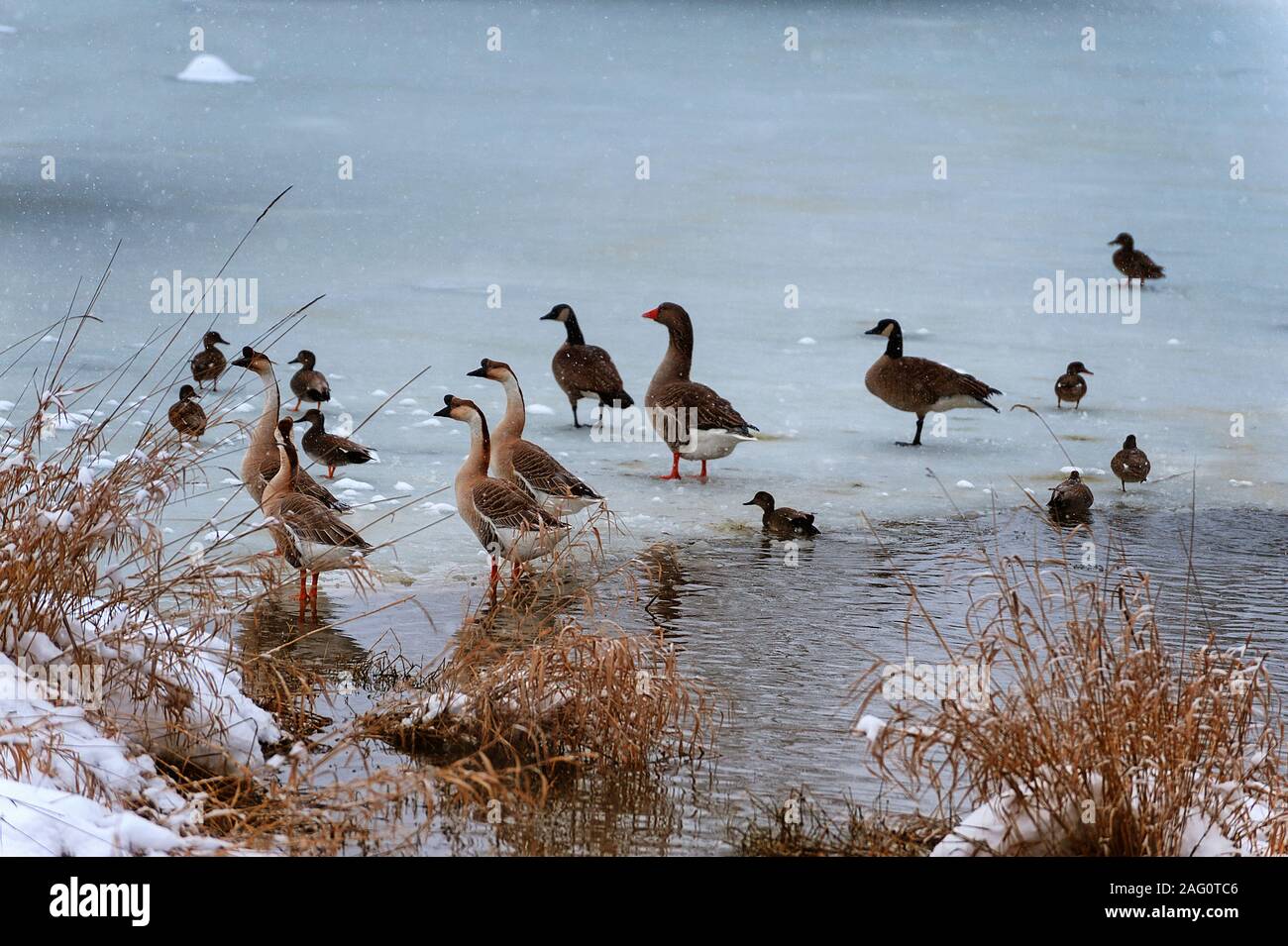 Gli uccelli acquatici su un quasi congelato stagno come piccoli fiocchi di neve cadono in questa scena invernale Foto Stock