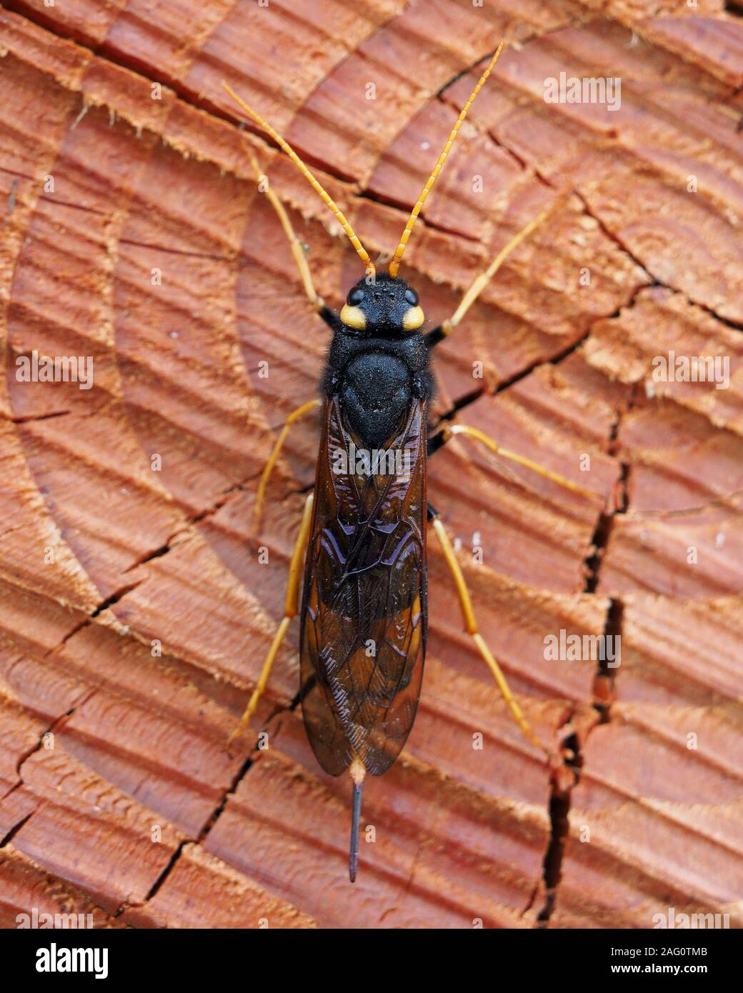 Dorsale o vista dall'alto in basso di femmine Urocerus gigas sawfly appollaiato sulla fine del registro di legname. Tipperary, Irlanda Foto Stock