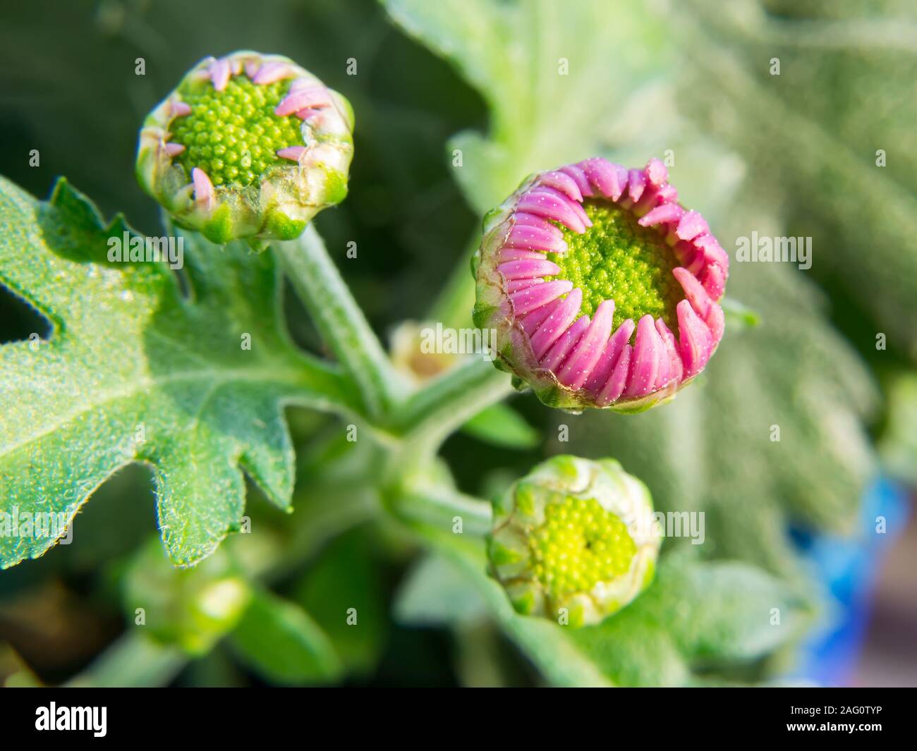 Giovani boccioli di rosa indoor crisantemo close-up. La fotografia macro di fioritura bud con piccoli petali freschi. Home Giardinaggio come hobby. Vista frontale. Foto Stock