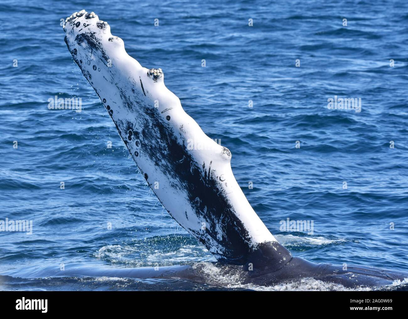 Primo piano della pinna pettorale di un Humpback Whale. Foto Stock