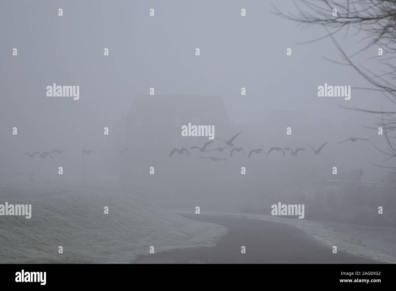 Branco di oche britanniche che volano nella nebbia gelida in una tana mattutina invernale britannica su un canale britannico. Suggestiva scena invernale mattutina. Foto Stock