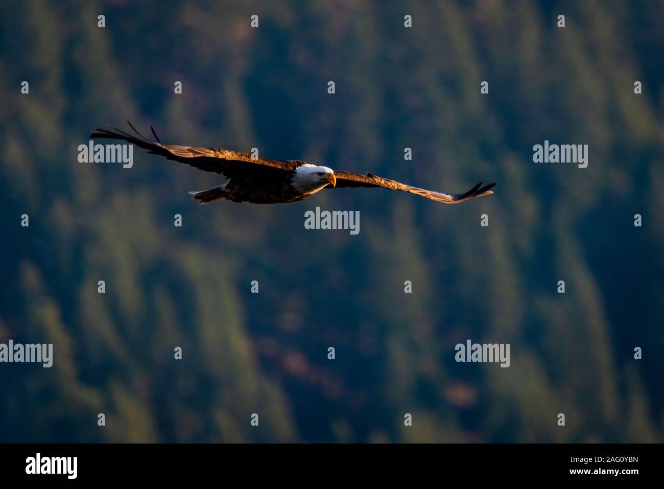 Volo serale di un aquila calva Foto Stock