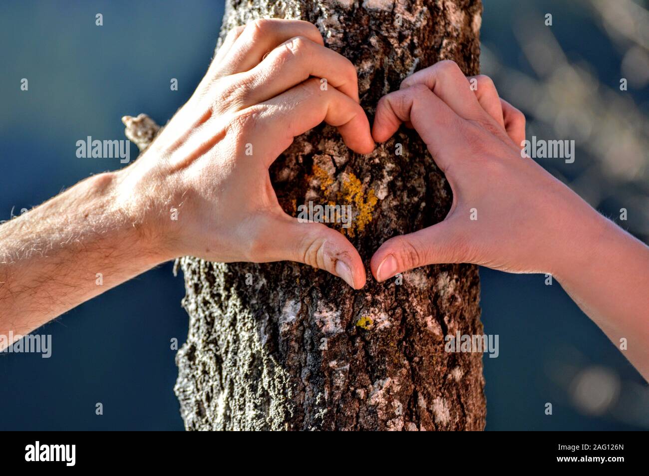 Mani cuore di formatura su albero Foto Stock