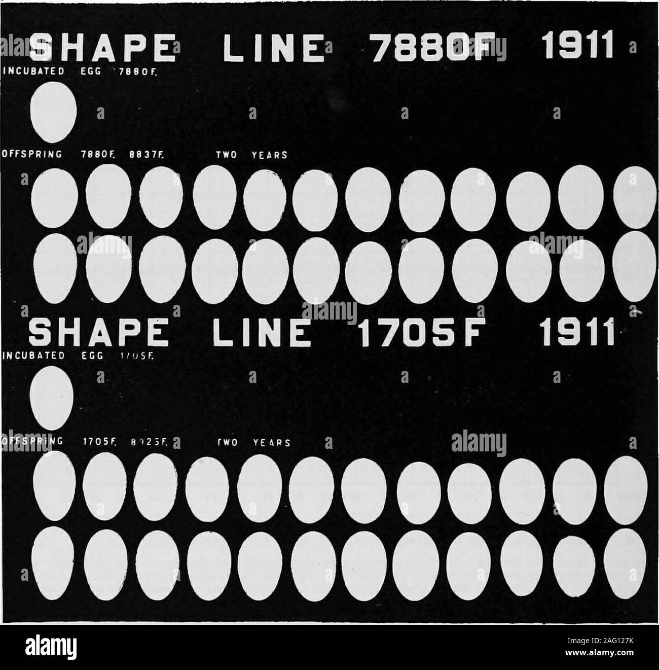 . Uno studio delle selezioni per la variazione ed ereditarietà delle dimensioni, la forma e il colore delle uova di gallina. 66 .71 76 81 86 91 96 101 Fig. 22. La variazione di forma, dalle medie settimanali, delle uova prodotte dalla diga fortwo anni e bt progenie durante i primi anni di produzione pullet la pesante linea orizzontale in ciascuna divisione rappresenta il carattere del genitore delle uova incubate; theheavy curva rappresenta la produzione del pulcino a tratteggio; la curva di luce rappresenta il productijnof la progenie del pulcino. Le linee tratteggiate indicano che le uova non sono stati prodotti durante i periodi di cuisono coprire il colore ha carattere Foto Stock