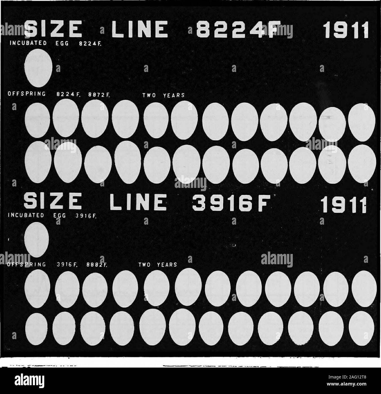 . Uno studio delle selezioni per la variazione ed ereditarietà delle dimensioni, la forma e il colore delle uova di gallina. U 16 21 26 31 36 41 46 51 S6 61 66 71 76 81 86 .91 96 101 Fig. 19. La variazione di sizb (peso in grammi), da medie settimanali, di uova pro-duced BT diga per due anni e dalla progenie DURANTE I PRIMI ANNI DI PRODUZIONE PULLET la pesante linea orizzontale in ciascuna divisione rappresenta il carattere del genitore delle uova incubate; theheavy curva rappresenta la produzione del pulcino a tratteggio; la curva di luce rappresenta il productionof la progenie del pulcino. Le linee tratteggiate indicano che le uova non sono stati prodotti durante la Foto Stock