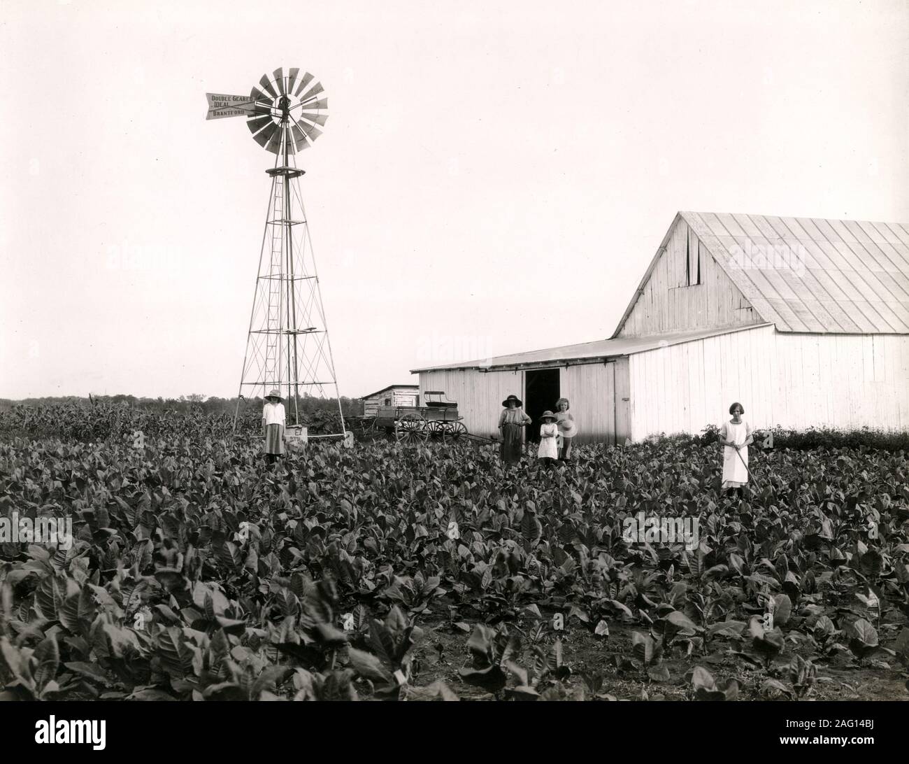 Nei primi anni del XX secolo vintage premere fotografia - il mulino a vento di campo e di colture su una fattoria in Canada Foto Stock