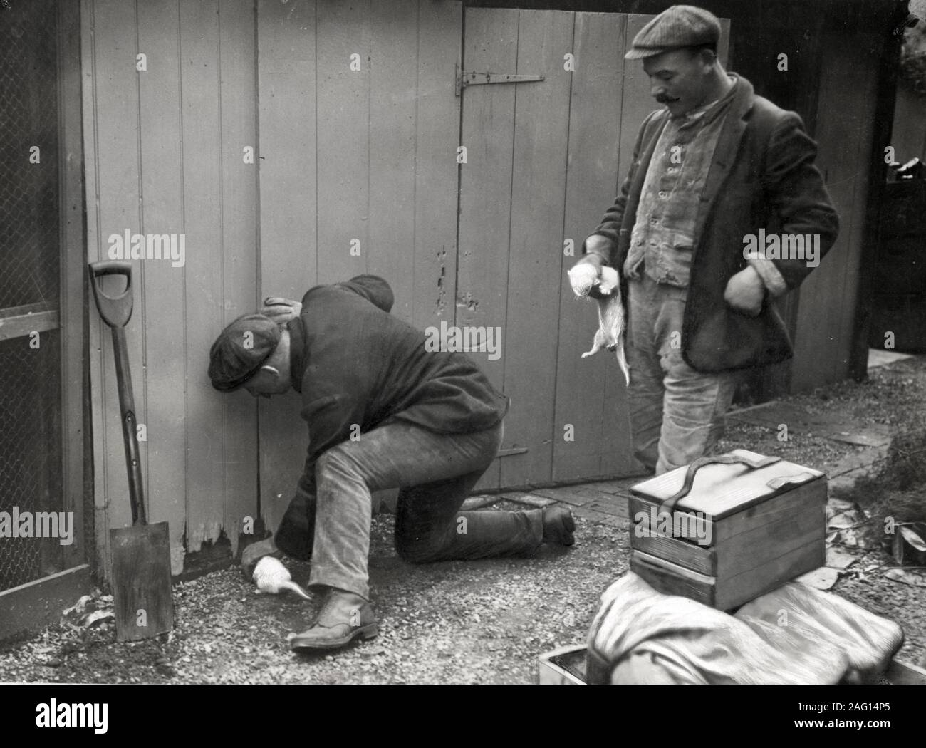 Nei primi anni del XX secolo vintage premere fotografia - gli uomini la cattura di ratti con i furetti Foto Stock