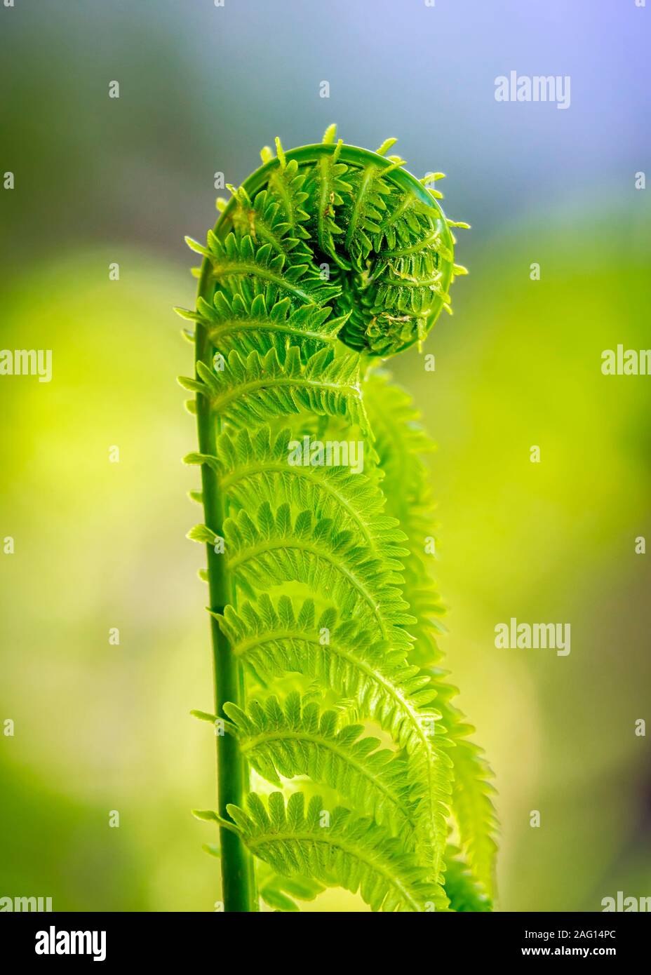 Fiddlehead, vicino, Manitoba, Canada. Foto Stock