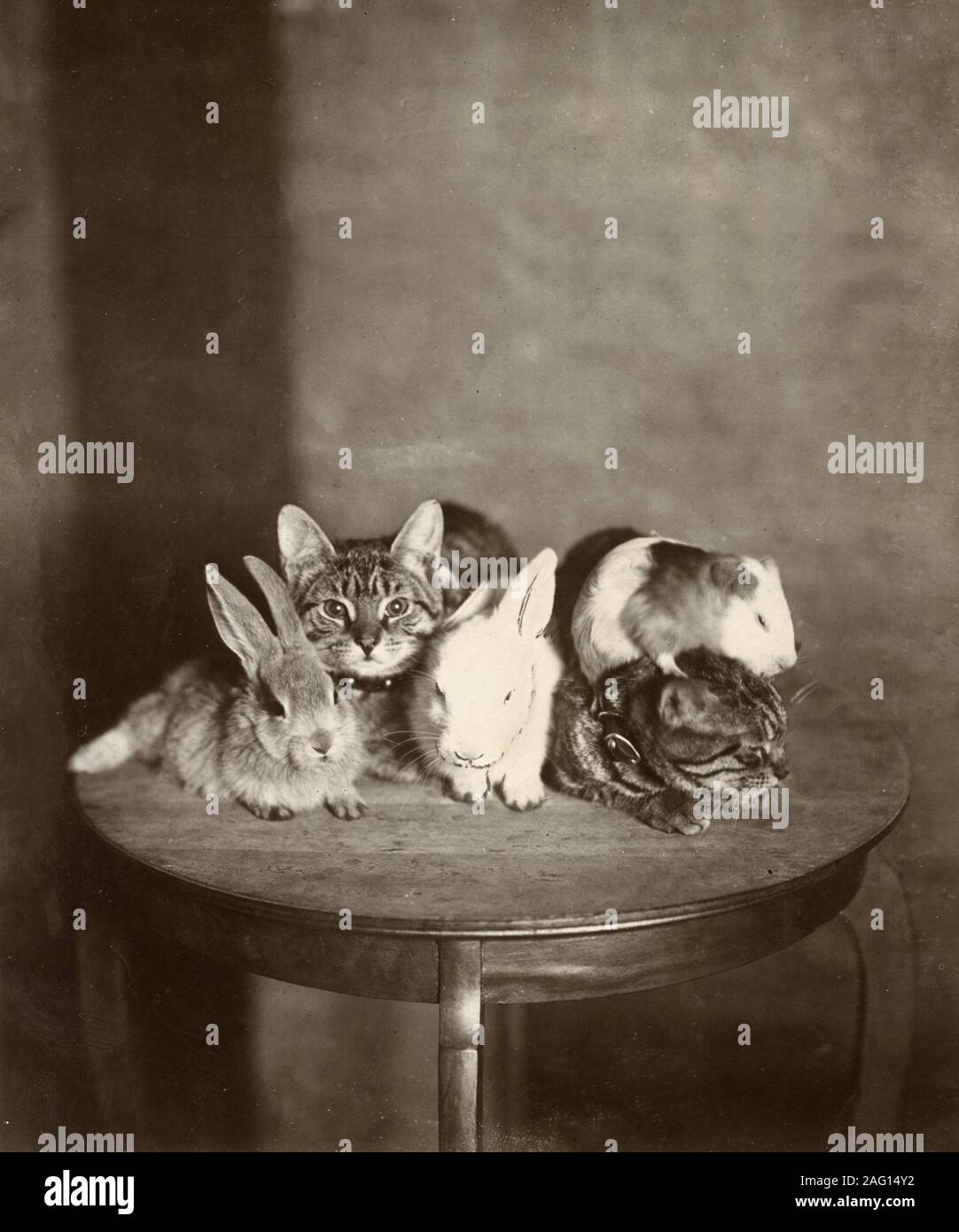 Nei primi anni del XX secolo vintage premere fotografia - gattini e conigli su un tavolo Foto Stock