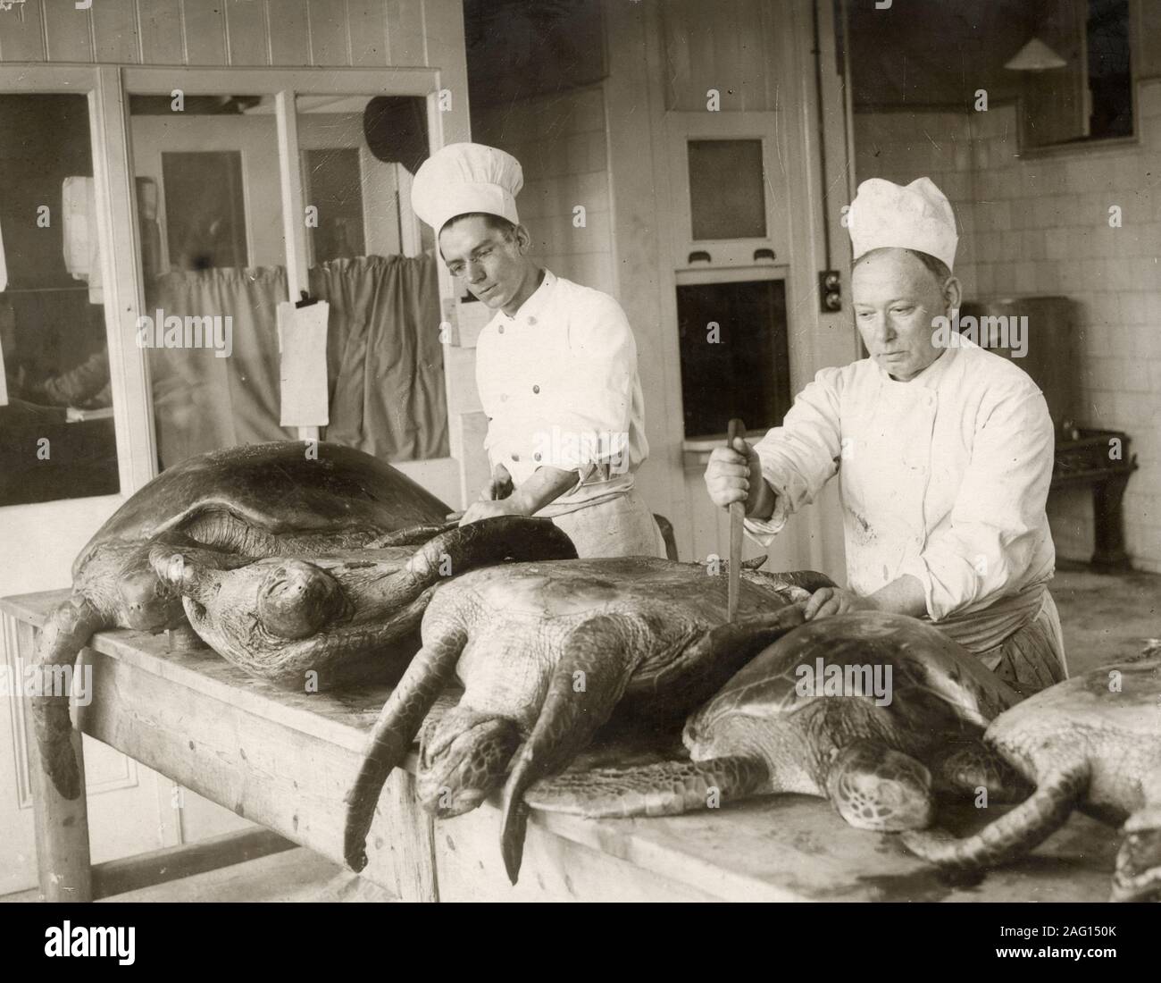 Nei primi anni del XX secolo vintage premere fotografia - tartarughe essendo incise una cotta per mangiare al signore sindaco di banchetto, Londra, c.1920s. Foto Stock