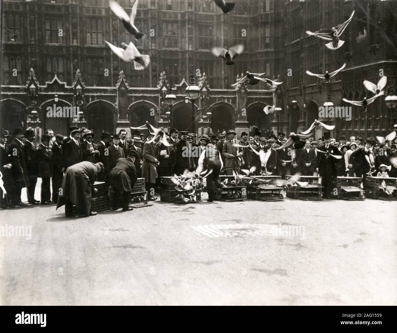 Nei primi anni del XX secolo vintage premere fotografia - rilascio di homing piccioni per una gara, Londra, c.1920s Foto Stock