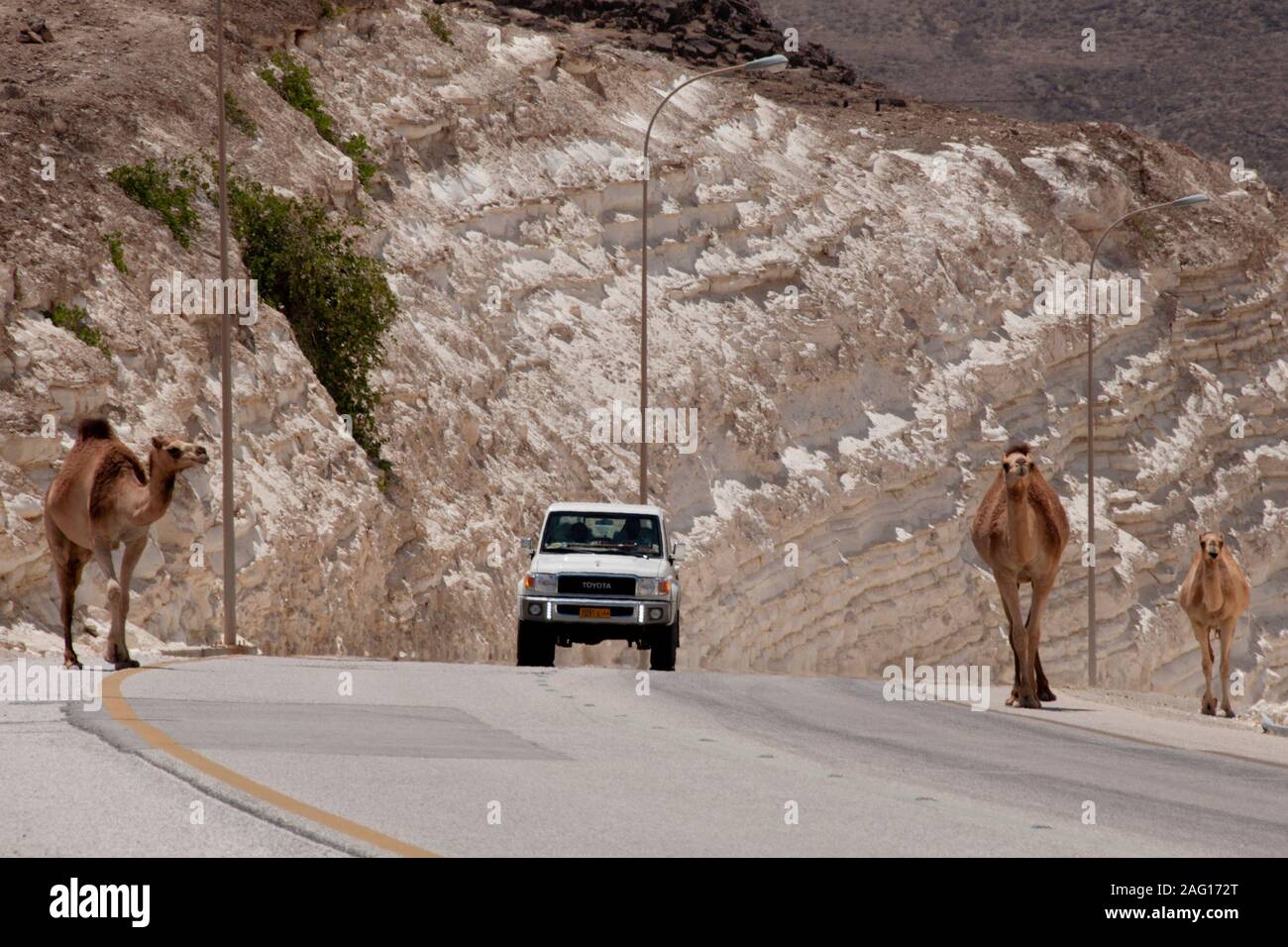 Cammelli sull'autostrada nel sud di Oman Foto Stock