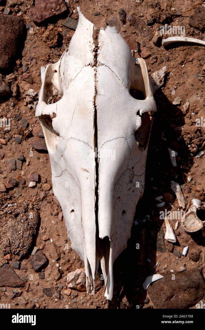 Un cammello cranio si trova nel deserto di Oman Foto Stock