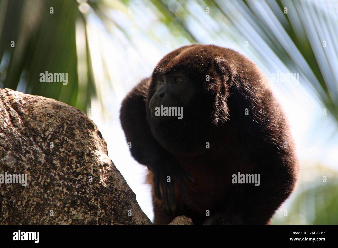 Scimmia urlatrice su un albero in Costa Rica la natura Foto Stock