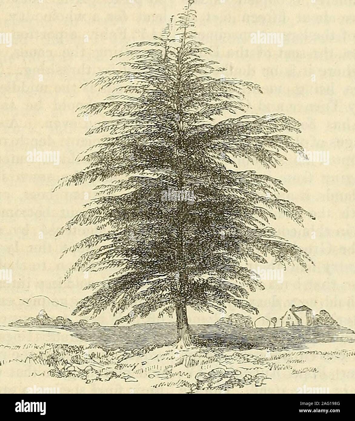 . Gli Annali di orticoltura e Year-Book delle informazioni sulle pratiche di giardinaggio. f il passaggio dell'acqua, come di essere in uno stato idoneo alle workingimmediately dopo una pioggia pesante. Come someguide a questo proposito, si può presumere, thatwhenever calpestano la superficie thesoil opere in una sorta di pasta o di pastella, è impro-per perseguire qualsiasi operazione che involvessuch calpestare, a meno che il consiglio di amministrazione può essere utilizzato tokeep i piedi dal contatto con il suolo.Gli strumenti impiegati in queste operazioni sono la vanga e lo scavo-forcella. Picche areof varie dimensioni, ma in un normale full-sizedone la lama è Foto Stock