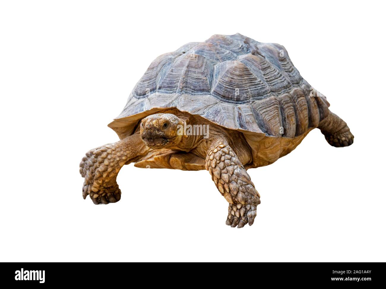 Spronato africano / tartaruga sulcata tartaruga (Centrochelys sulcata / Testudo sulcata) nativi in Africa contro uno sfondo bianco Foto Stock