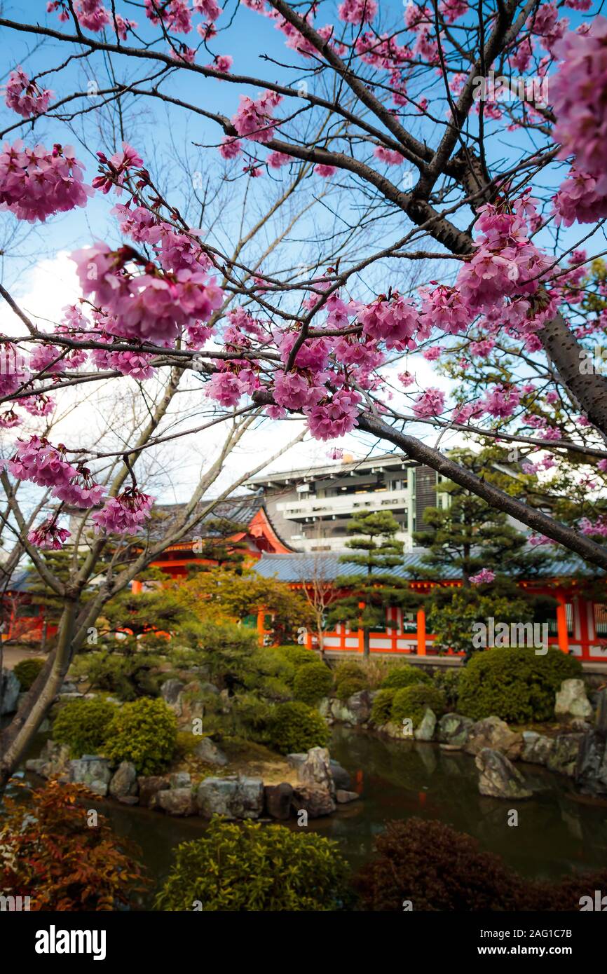 Fragile bellezza di fioritura Sakura con tempio buddista in background Foto Stock