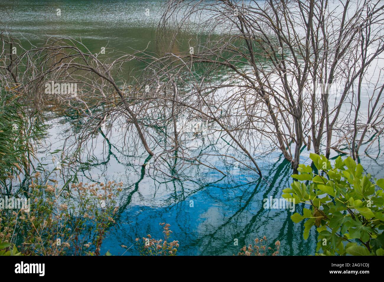 Alberi in riva del lago. Foto Stock