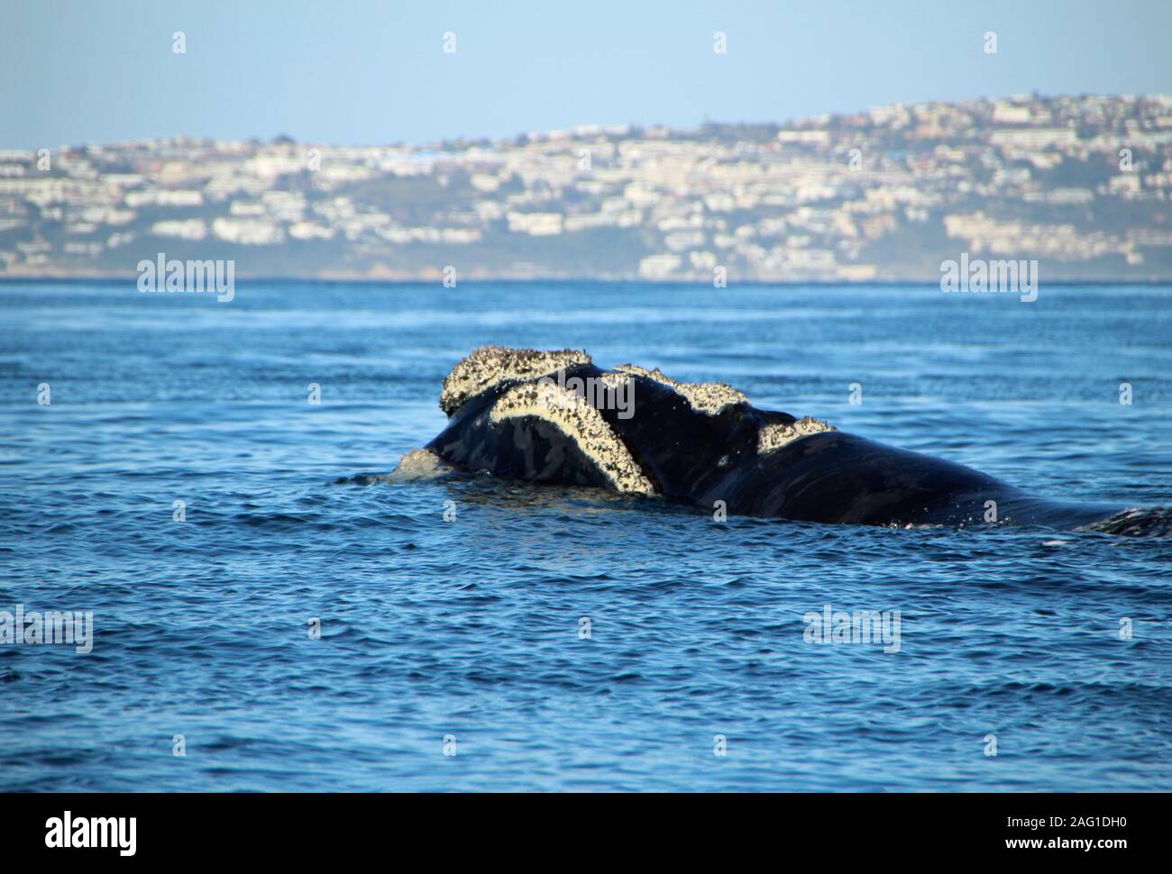 Baleen whale al largo delle coste del Sud Africa hermanus Foto Stock