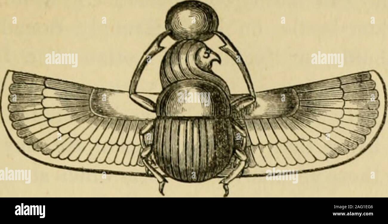 . British insetti : un familiare descrizione della forma, struttura, delle abitudini e delle trasformazioni di insetti. ctive* che assomiglia a volte l'insetto perfetto.quattro ali, tutto chiaro e; membranosa o ribalta-ali leggermente addensato in tutto.Fore-ali più grande e non si sovrappongono.proboscide che scaturisce dal di sotto della faccia, in prossimità della gola.Esempi.-APHIS, Cuckoo-sputo di insetto, &c. Ordine XI. Heteroptera {hepoQ = heteros, dijferent).Pupa attivo, che assomiglia al insetto perfetto.Hind-ali chiare e membranosa. Fore-ali addensato in parte e cancellare in parte e sovrapposte.lProboscis molleggio fr Foto Stock