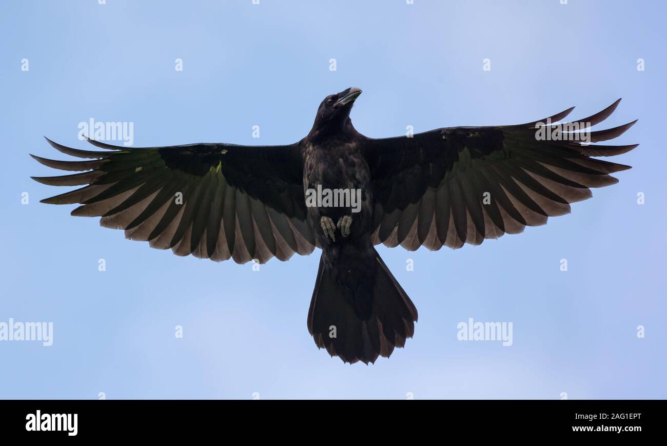 Giovani comuni di Raven vola in alto nel cielo blu con ali stirata e le luci di coda Foto Stock
