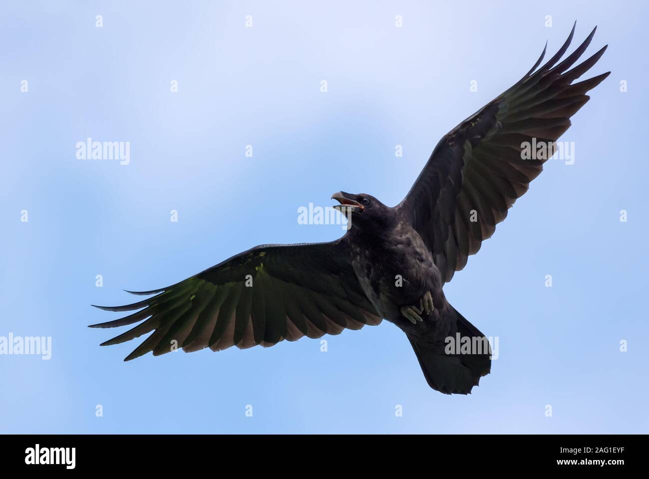 Comune immaturi Raven grida e vola nel cielo blu con ali stirata e la coda e becco aperto Foto Stock