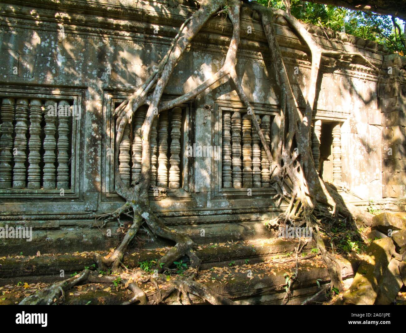 Banyan alberi che crescono in rovine del tempio a non ripristinati tempio Khmer di Beng Mealea, circa 50km a ovest di Siem Reap in Cambogia Foto Stock
